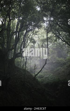 brouillard dans la forêt sur l'île de madère. Banque D'Images