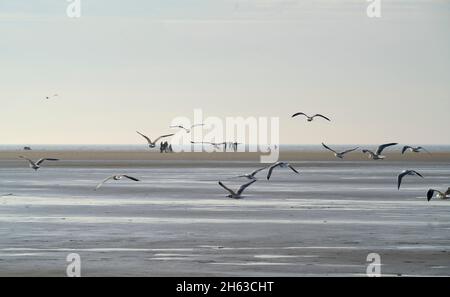 europe,allemagne,schleswig holstein,mer du nord,st peter ording,étendue,eau,plage Banque D'Images