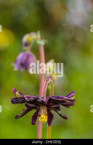 aquilegia vulgaris hybride 'black barlow', double columbine, gros plan Banque D'Images