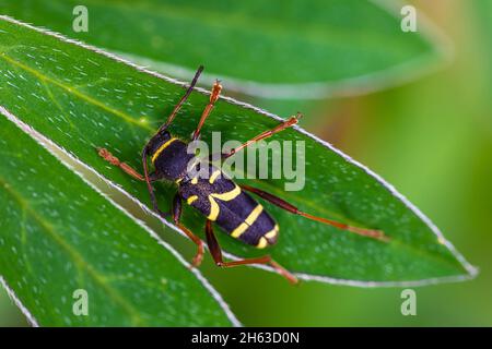 guêpe scarabée clytis arietis, noir jaune, feuille, miridry Banque D'Images