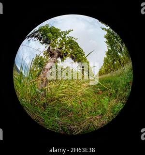 Lentille Fish-eye de raisin Riesling mûr à la vigne dans un vignoble Banque D'Images
