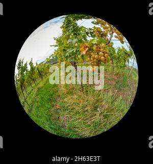 Lentille Fish-eye de raisin Riesling mûr à la vigne dans un vignoble Banque D'Images