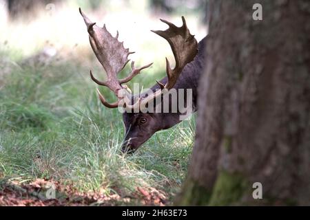 cerf en jachère en automne Banque D'Images