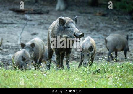 laisse tomber dans le wallow Banque D'Images