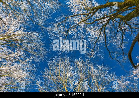 arbres dans le froid glacial contre un ciel bleu, vue de grenouille Banque D'Images