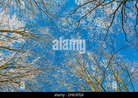 arbres dans le froid glacial contre un ciel bleu, vue de grenouille Banque D'Images