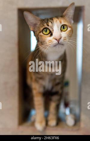 le chat multicolore s'assoit et se fixe directement dans l'appareil photo avec les yeux ouverts Banque D'Images