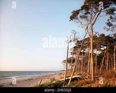 troncs d'arbre mort sur le darßer weststrand au coucher du soleil Banque D'Images