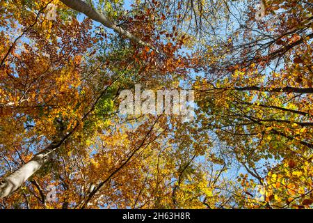 allemagne,bade-wurtemberg,lichtenstein,forêt d'automne près du four à chaux sur l'alb souabe Banque D'Images