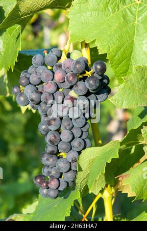 allemagne,bade-wurtemberg,vogtsburg im kaiserstuhl-achkarren,raisins rouges sur la vigne dans la région viticole de kaiserstuhl. Banque D'Images