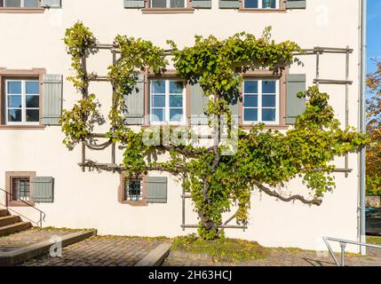 allemagne,bade-wurtemberg,sulz am neckar,monastère de kirchberg,trellis de raisin sur le bâtiment de l'administration Banque D'Images