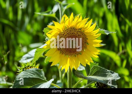 allemagne,bade-wurtemberg,tournesol,helianthus annuus Banque D'Images