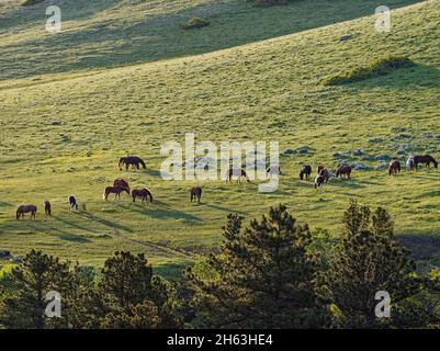 ouest américain, ranch dude, chevaux paissant à flanc de coteau, etats-unis, wyoming, sheridan, ranch eaton Banque D'Images