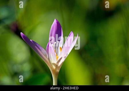 allemagne,bade-wurtemberg,colchicum autumnale,herbstzeitlose ou herbst-zeitlose,plante toxique de l'année 2010 Banque D'Images