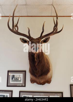 ouest américain,animal,chasse,maison de ranch,trophée,etats-unis,wyoming,montagnes de bighorn,ranch eaton,tête de wapiti murale Banque D'Images