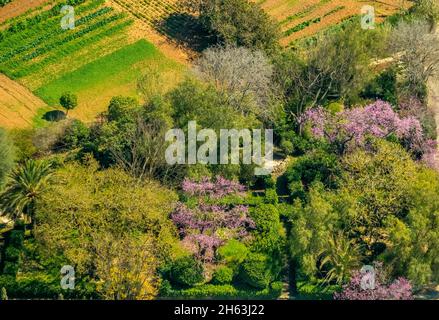 vue aérienne,rose fleur haie,son espanyol,mallorca,iles baléares,baleares,espagne Banque D'Images