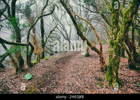 Mystérieuse forêt ancienne avec brouillard et mousse luxuriante sur les arbres.Paysage tropical sauvage nature.Voyage en Europe. Banque D'Images