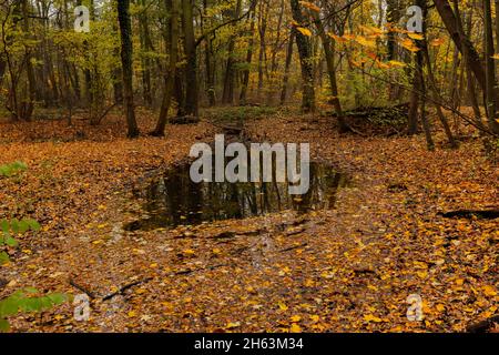 petit bras de rivière en automne dans la forêt en allemagne, couleurs d'automne Banque D'Images