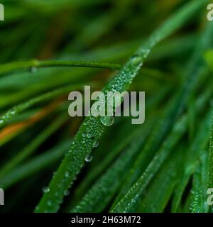 herbe humide avec gouttes de pluie en début de matinée, faible profondeur de champ, format un-à-un Banque D'Images