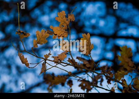 feuilles mortes décolorées en hiver sur un chêne, faible profondeur de champ, beau bokeh doux Banque D'Images