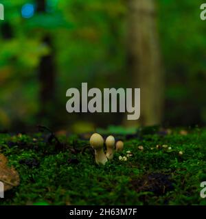 petits champignons sur un arbre mort surcultivé avec de la mousse, format un-à-un Banque D'Images