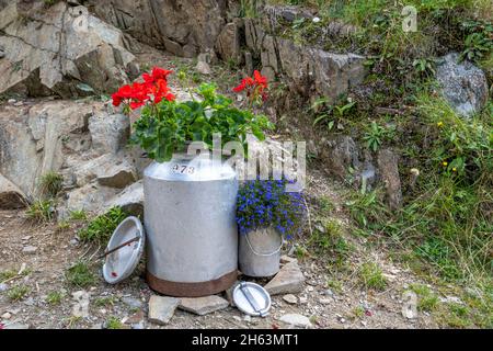 antholz, province de bolzano, tyrol du sud, italie. vieux laiteux au steinzger alm Banque D'Images