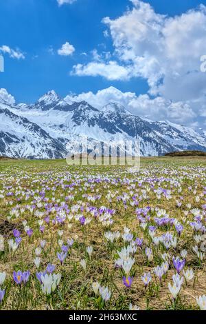 prettau,ahrntal,province de bolzano,tyrol du sud,italie. prairie de crocus devant le merbspitze (à gauche) et le lengspitze (à droite) Banque D'Images