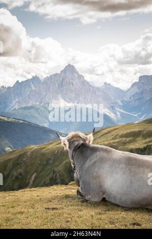 une vache couchée sur la montagne de thurntaler donne sur les dolomites de sesto, ville de vallée de sillian, tyrol est, district de lienz, tyrol, autriche Banque D'Images