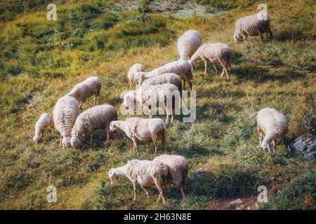 troupeau de moutons paître dans les montagnes, environnement alpin, dolomites,belluno,veneto,italie Banque D'Images