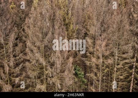 allemagne,thuringe,masserberg,heubach,arbres morts Banque D'Images