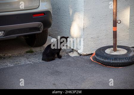 chat noir à zadar, croatie Banque D'Images