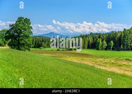 allemagne,bavière,haute-bavière,fünfseenland,seeshaupt,district kreutberg,vue sur les lerchenmoos vers jochberg Banque D'Images