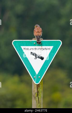 kestrel (falco tinnunculus) sur un panneau réserve naturelle,août,hesse,allemagne Banque D'Images