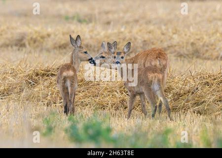 cerf de virginie (catreolus catreolus) sur un terrain de chaume, doe avec fawns, août, été, hesse, allemagne Banque D'Images