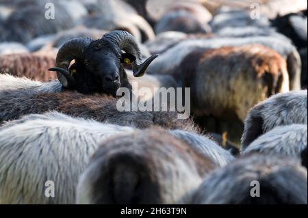 troupeau de heidschnucken dans la réserve naturelle lueneburg heath,allemagne,basse-saxe Banque D'Images