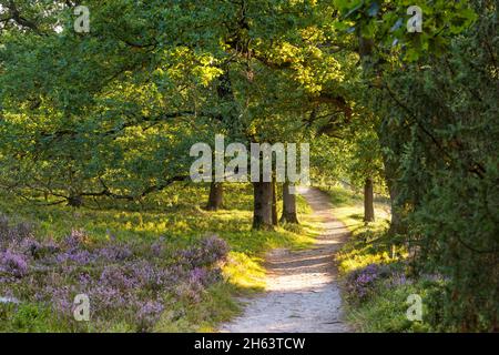 sentier de randonnée sur totengrund à travers les bosquets de bruyère et de chêne en fleurs, lumière du matin, réserve naturelle près de wilsede près de bispingen, parc naturel de heath de lueneburg, allemagne, basse-saxe Banque D'Images