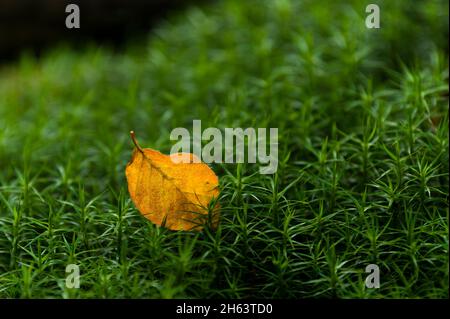 feuilles de hêtre de couleur automnale et étoiles de feuilles de vert vif du widertonmoos (polytrichum) dans la forêt à totengrund, réserve naturelle près de bispingen, parc naturel de lande de lüneburg, allemagne, basse-saxe Banque D'Images