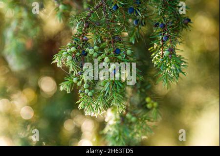 juniper (juniperus), branche avec baies (cônes en forme de baies), lumière du soleil, behringer heide, réserve naturelle près de behringen près de bispingen, parc naturel de la lande de lüneburg, allemagne, basse-saxe Banque D'Images