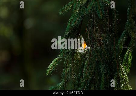 branches d'épinette dans la forêt à totengrund, réserve naturelle près de bispingen, parc naturel de bruyère de lueneburg, allemagne, basse-saxe Banque D'Images