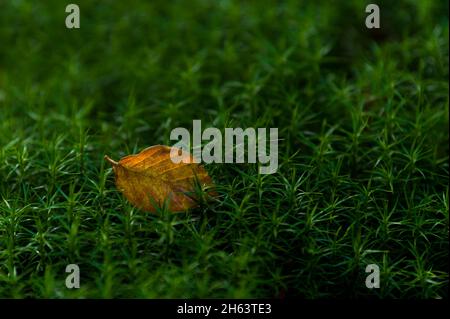 feuilles de hêtre de couleur automnale et étoiles de feuilles de vert vif du widertonmoos (polytrichum) dans la forêt à totengrund, réserve naturelle près de bispingen, parc naturel de lande de lüneburg, allemagne, basse-saxe Banque D'Images