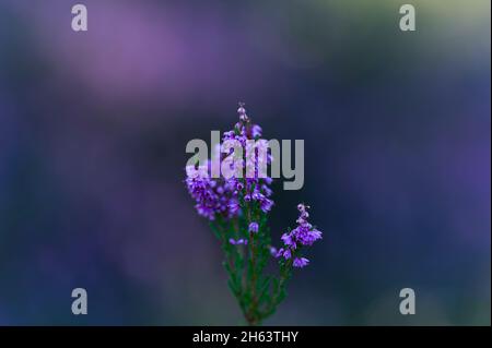 fleurs de bruyère commune (calluna vulgaris),behringer heide,réserve naturelle près de behringen près de bispingen,parc naturel de heath de lueneburg,allemagne,basse-saxe Banque D'Images