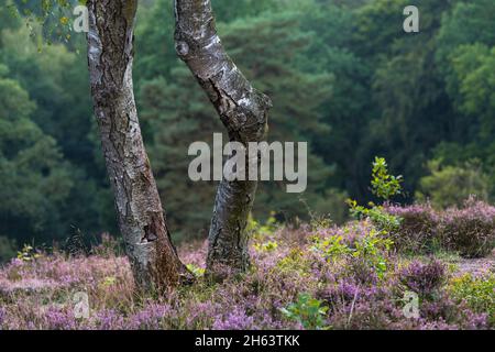 troncs de bouleau en fleur de bruyère, birkenbank heathland entre egestorf et sudermühlen près de hanstedt, lueneburg heath nature park, allemagne, basse-saxe Banque D'Images