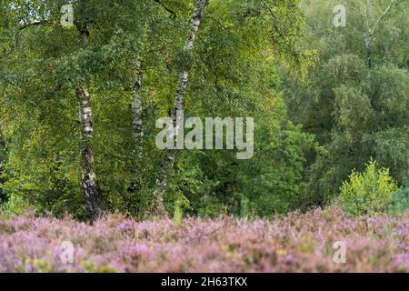 groupe de bouleau en fleur de bruyère, birkenbank heathland entre egestorf et sudermühlen près de hanstedt, lueneburg heath nature park, allemagne, basse-saxe Banque D'Images