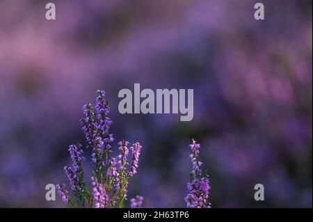 fleurs de bruyère commune (calluna vulgaris), borsteler schweiz, réserve naturelle près de bispingen, parc naturel de la lande de lüneburg, allemagne, basse-saxe Banque D'Images