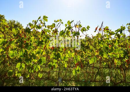 Stellenbosch cape wineland ou vignoble de raisins de Pinotage au Cap afrique du Sud Banque D'Images