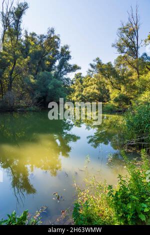 zitny ostrov (grande île de seigle,große schüttinsel),anabranch,bras du danube,forêt dans dunajske luhy (plaines inondables du danube),slovaquie Banque D'Images