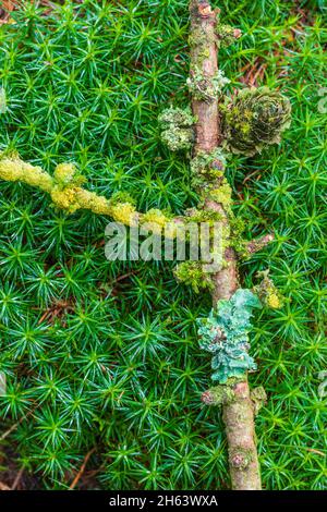 branche d'arbre couverte de lichen sur mousse, plancher de forêt, forêt encore la vie Banque D'Images