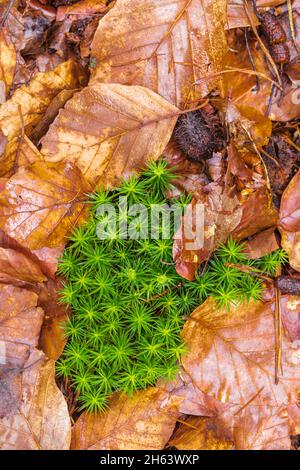 gros plan de la mousse avec les feuilles d'automne, la vie morte de la forêt, image d'arrière-plan Banque D'Images