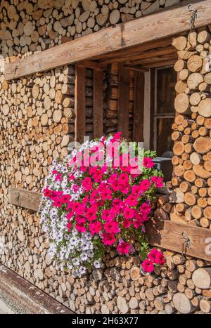 fenêtre avec boîte à fleurs sur le mur de la maison avec bois de chauffage empilé,ohlstadt,loisachtal,das blaue land,haute-bavière,bavière,allemagne Banque D'Images