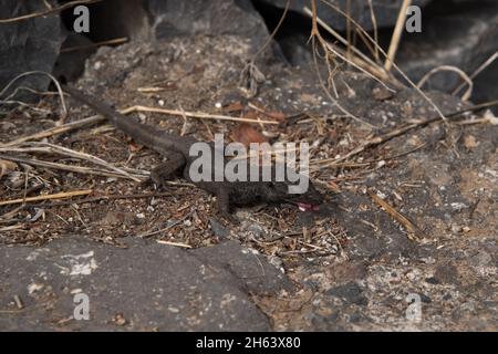 Le lézard de Boettger observe les gens au Mirador El Bailadero sur la Gomera dans les îles Canaries. Banque D'Images